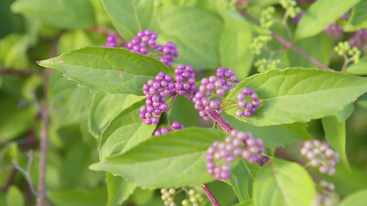 Et si on se préparait pour un hiver en fleurs ?