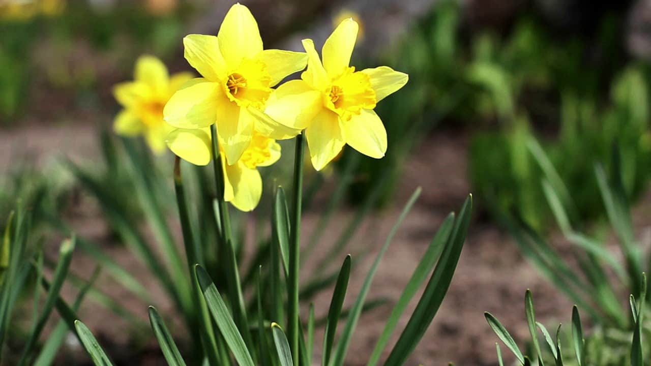 Les bulbes a floraison précoce