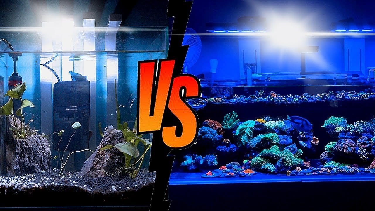 AQUARIUM À 100 EUROS VS AQUARIUM À 15000 EUROS ! -TOOPET