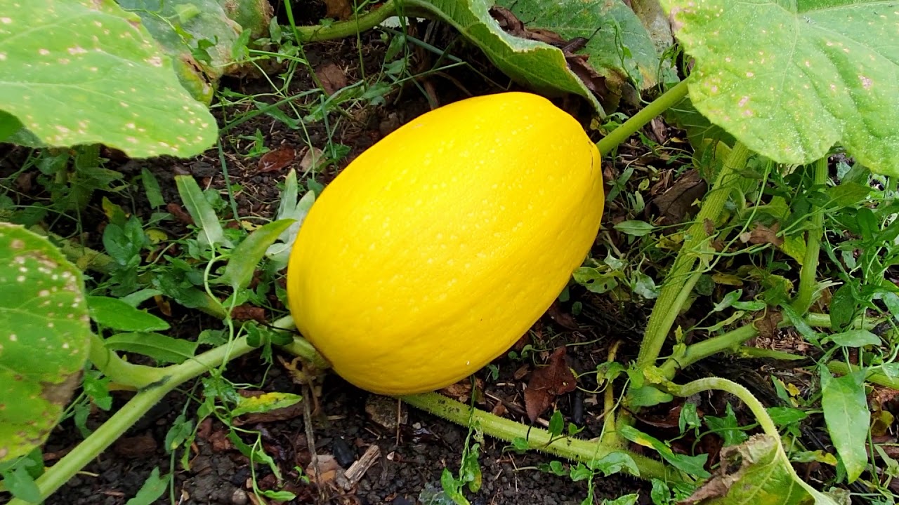 Récolte des courges