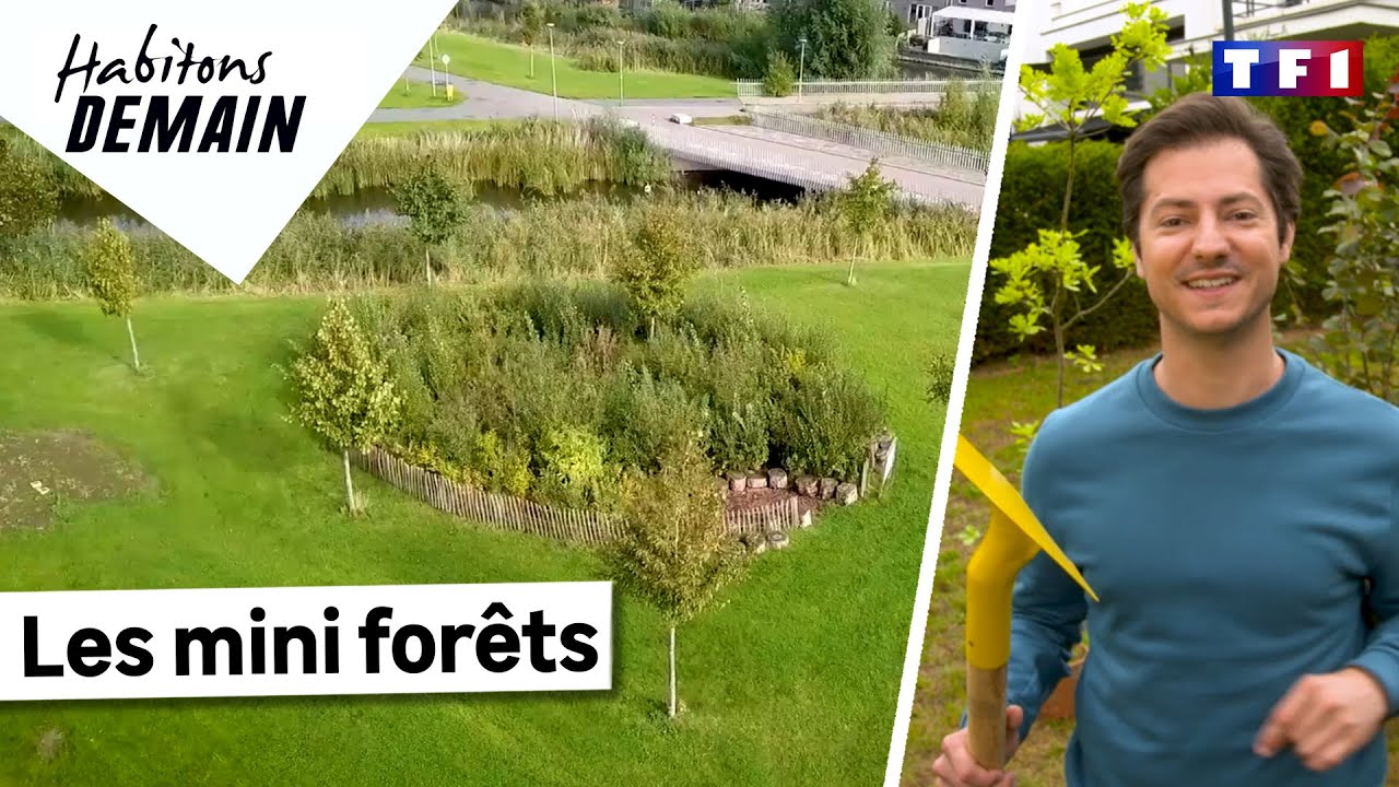 Comment favoriser la biodiversité au cœur de nos villes ? Les mini forêts | Habitons Demain