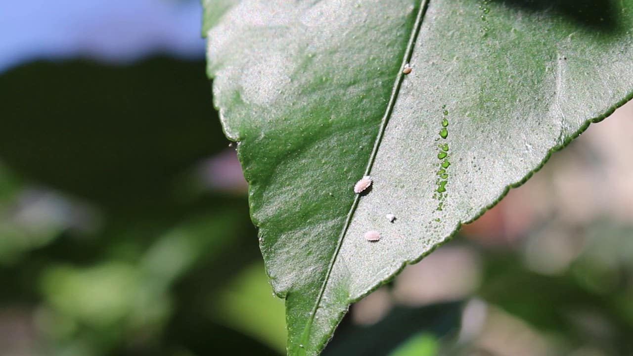 Envie de tout comprendre sur les cochenilles