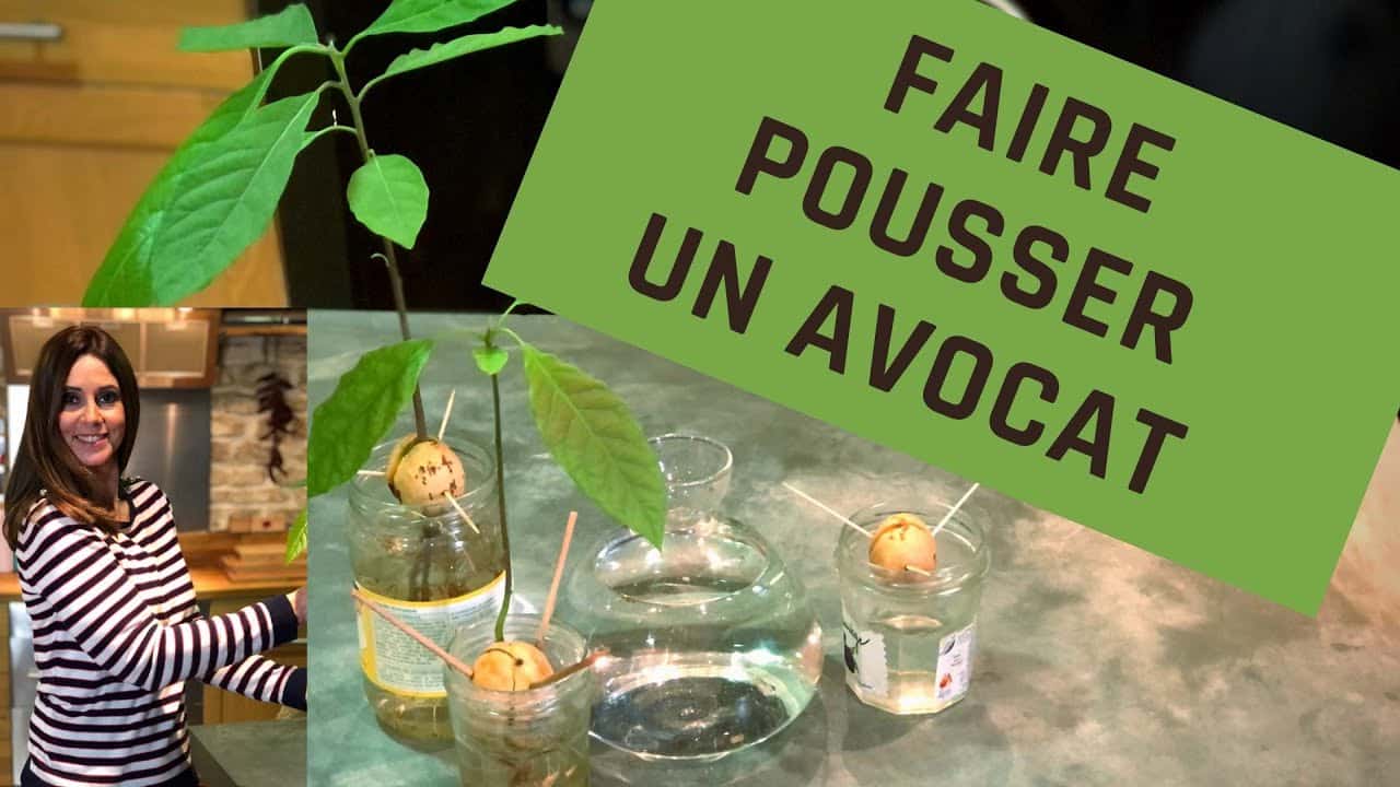 FAIRE POUSSER UN AVOCAT  #avocat