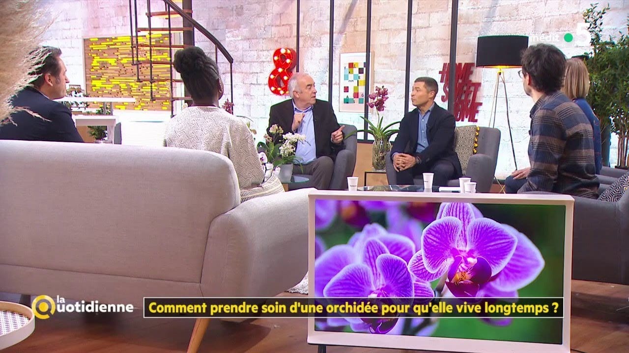 Comment prendre soin d'une orchidée pour qu'elle vive longtemps ? - La Quotidienne