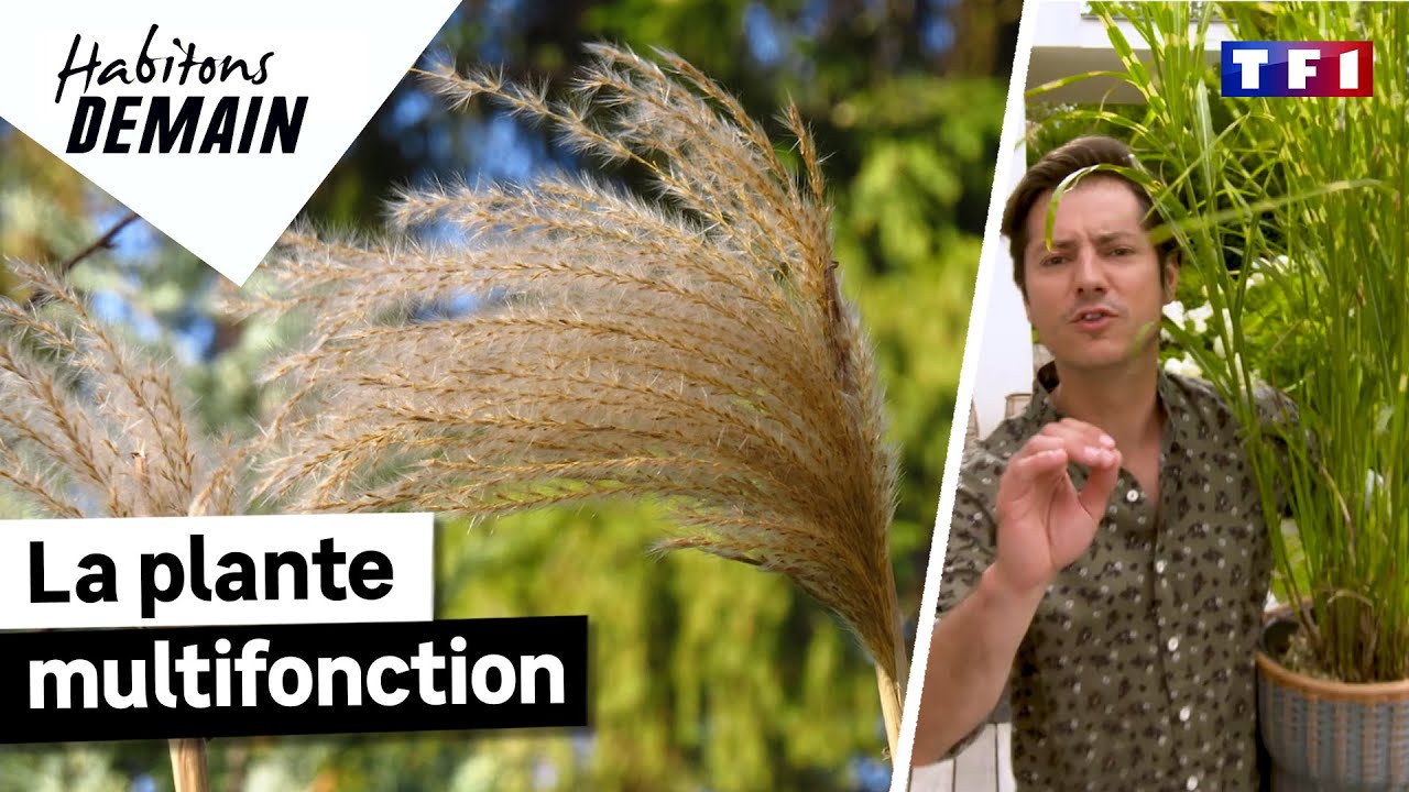 Une plante multifonction ? Le miscanthus giganteus | Habitons Demain