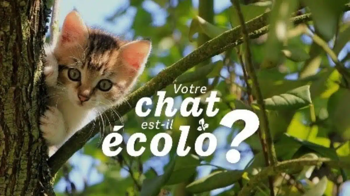 votre chat est il ecolo JAF-info Animalerie