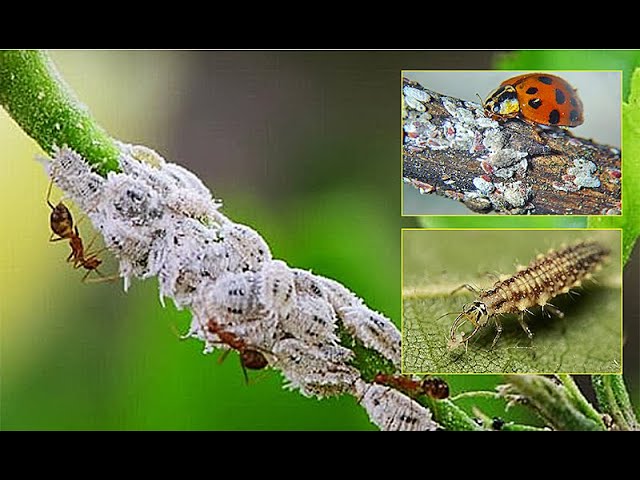 COCHENILLES : LES ÉLIMINER AU NATUREL AVEC DES AUXILIAIRES (émission Jardiner, ça fait du bien N°22)