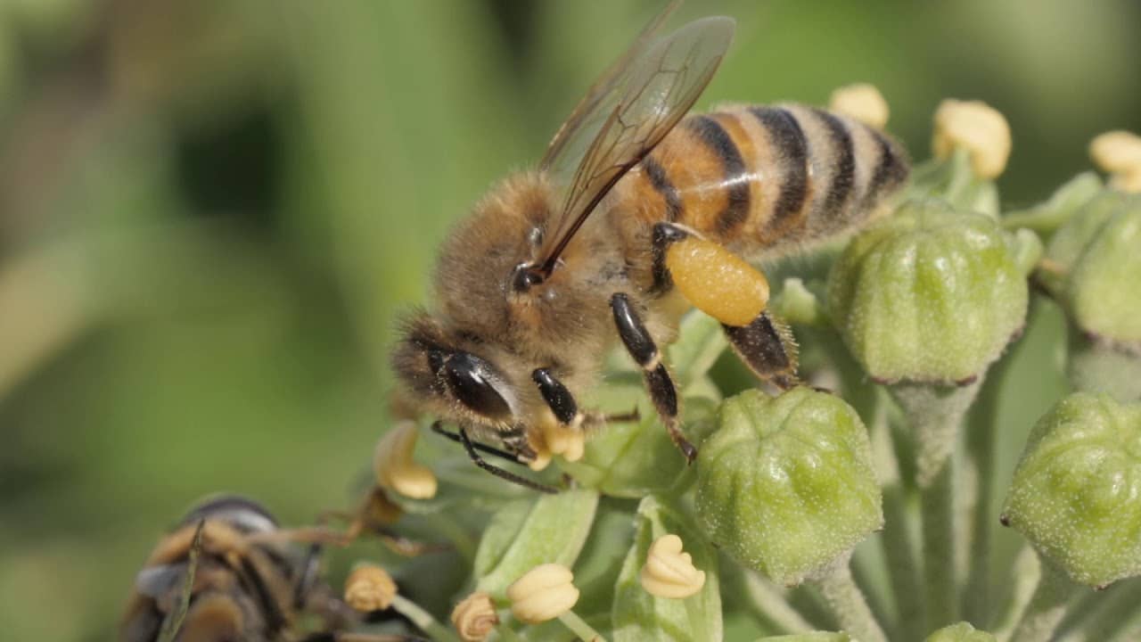 Envie arbustes parfumés en hiver