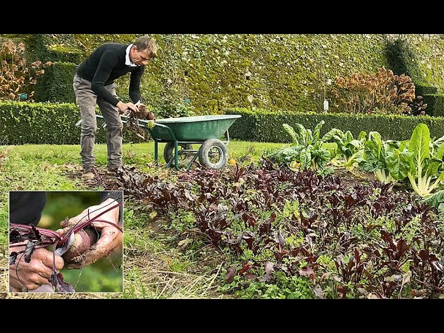 RÉCOLTE ET CONSERVATION HIVERNALE DES BETTERAVES ET DES CAROTTES DANS DU SABLE