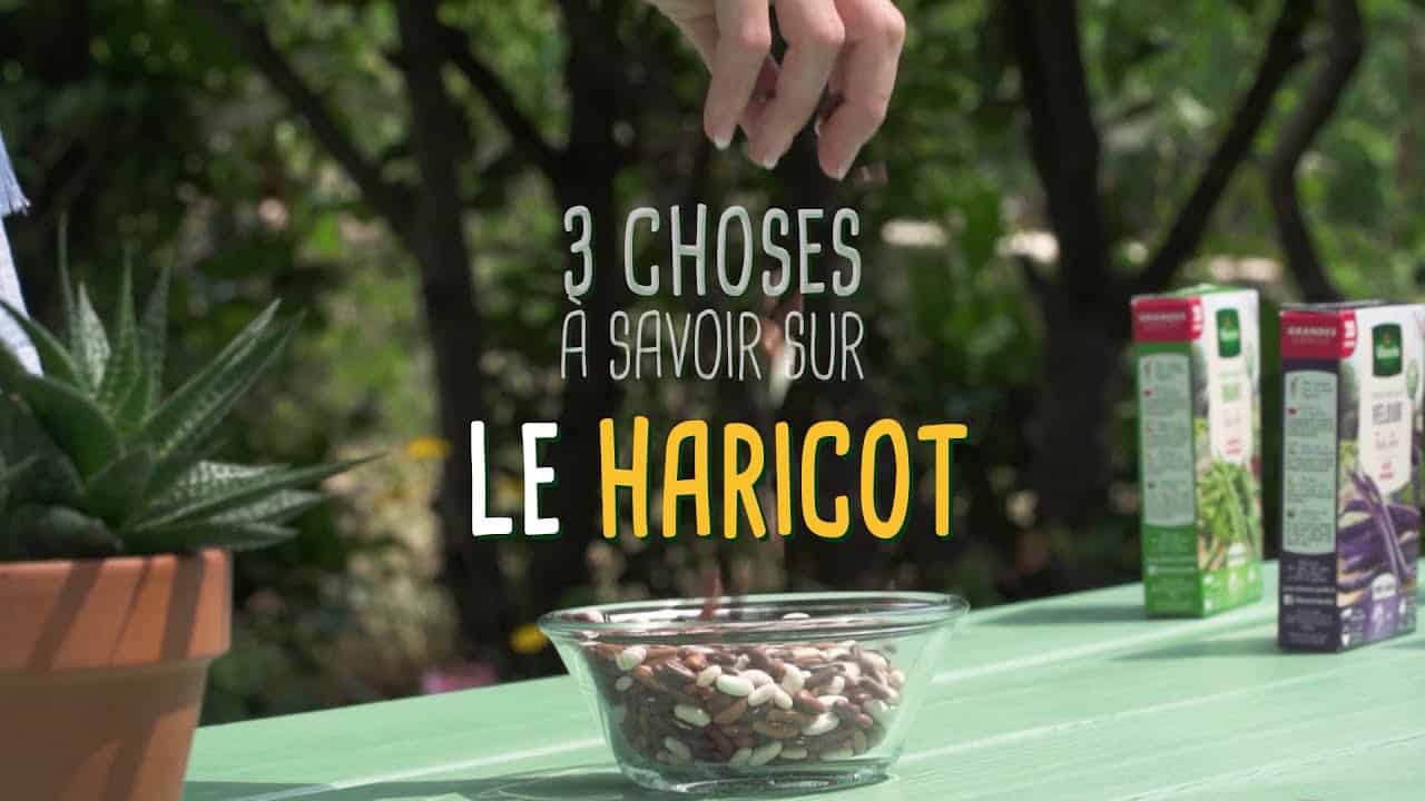 3 choses à savoir sur le haricot