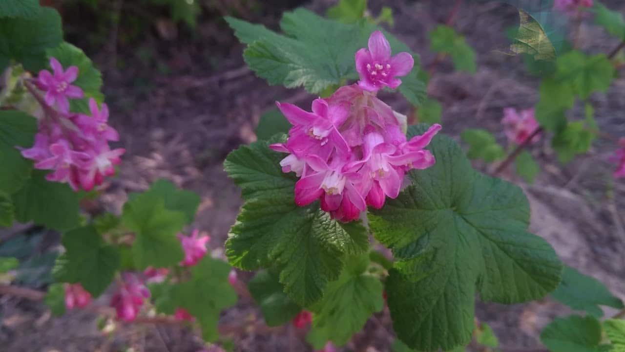 Envie d’arbustes à floraison printanière