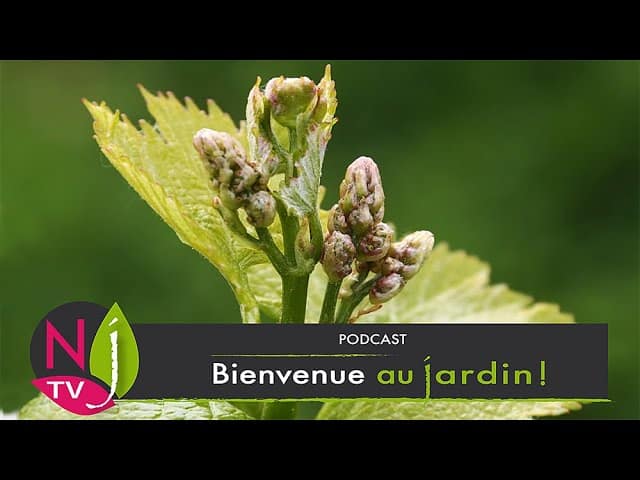 POURQUOI ET COMMENT LES PLANTES SE « RÉVEILLENT-ELLES » AU MOMENT DU PRINTEMPS ?