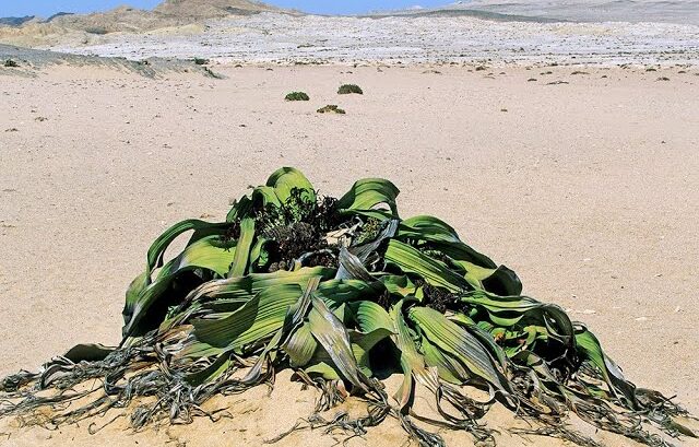 EN NAMIBIE : UNE PLANTE EXTRAORDINAIRE VIT 2000 ANS DANS L'UN DES DÉSERTS LES PLUS ARIDES DU MONDE