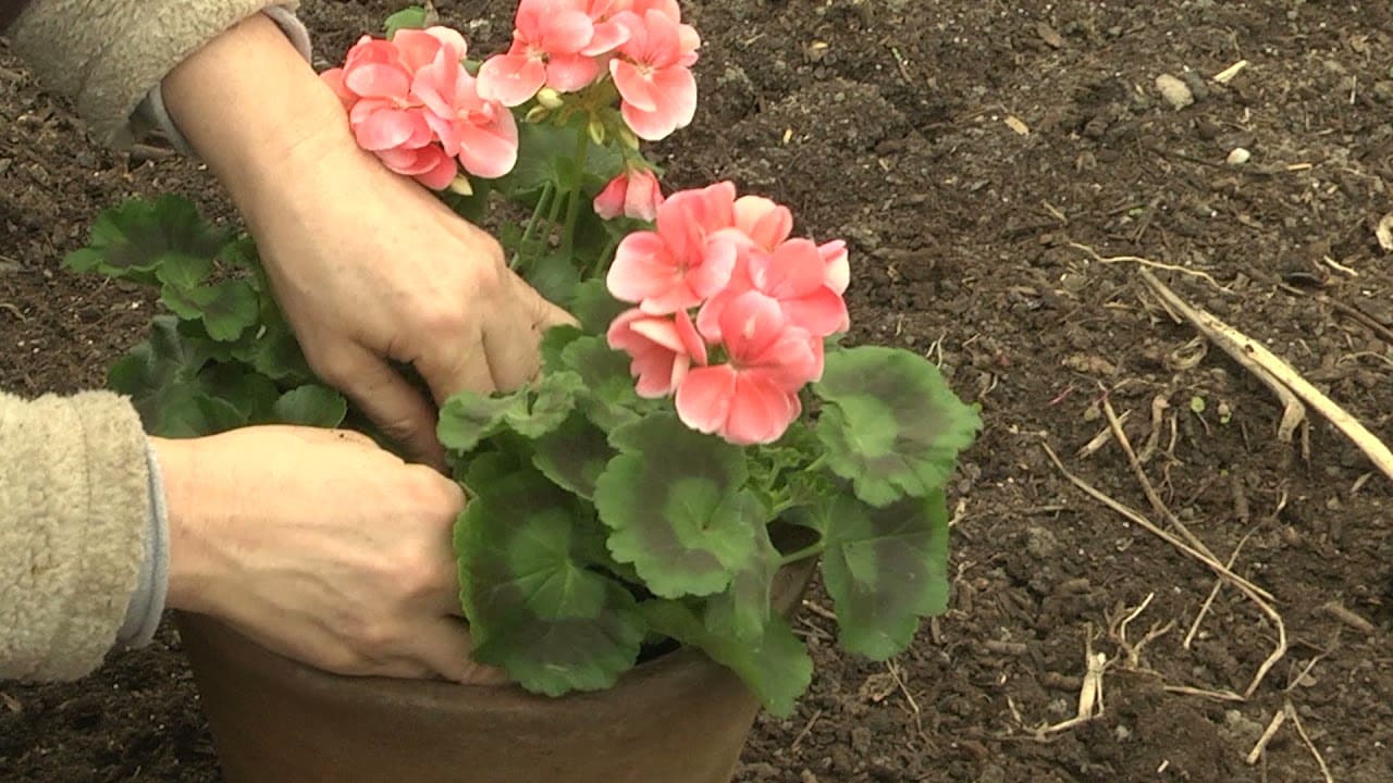 Envie de bien gérer mes plantes au jardin