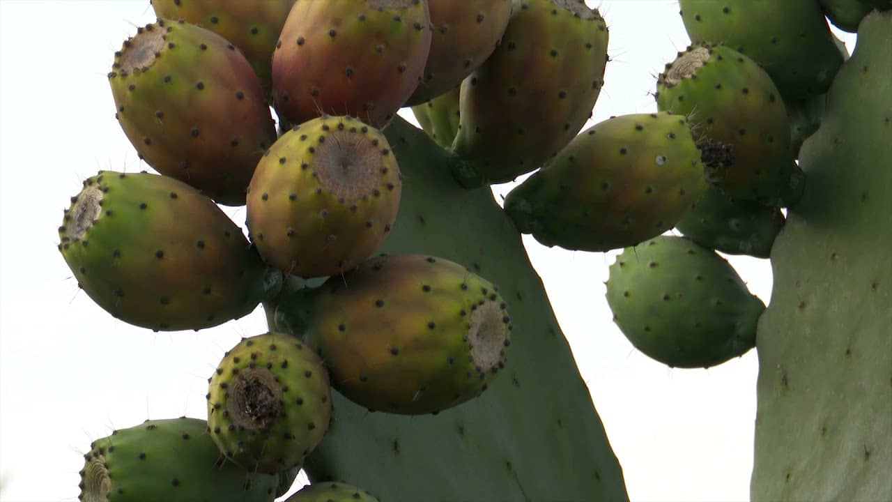 Envie de cactus d’extérieur