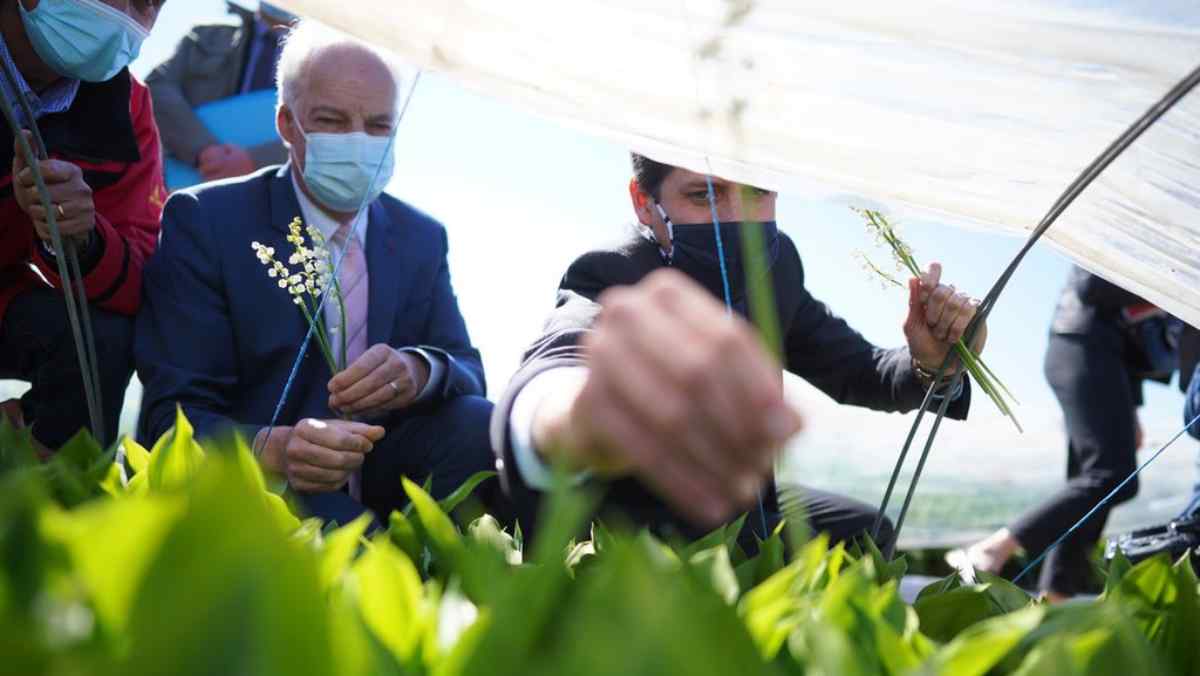 Denormandie Griset Muguet JAF-info Jardinerie Fleuriste