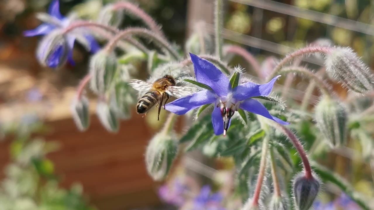 Envie d’avoir plein d’aromatiques