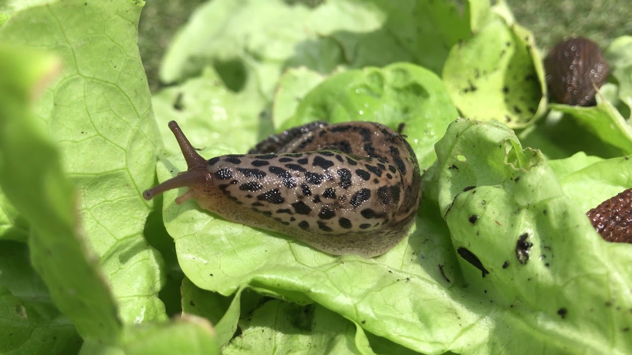 Envie de limiter les limaces au potager