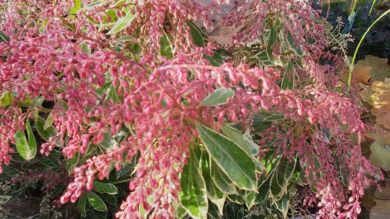 Envie d’illuminer les zones d’ombre au jardin