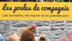 Poules de compagnie Magalli - JAF-info Animalerie