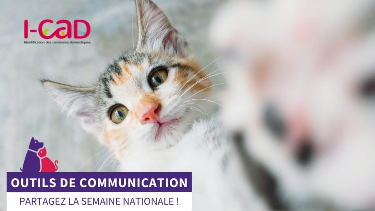 Comme Plantes pour Tous Devenez ambassadeur de la Semaine Nationale de l'Identification des chiens et des chats JAF-info Animalerie